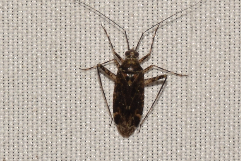 Phytocoris populi - nyárfapoloska