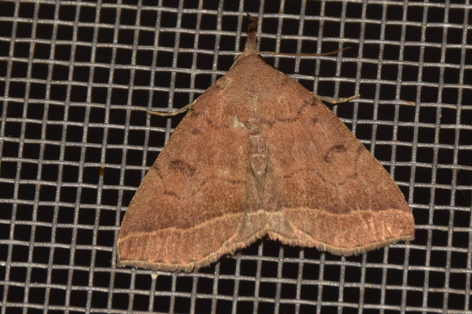 Pechipogo plumigeralis - tollascsápú karcsúbagoly