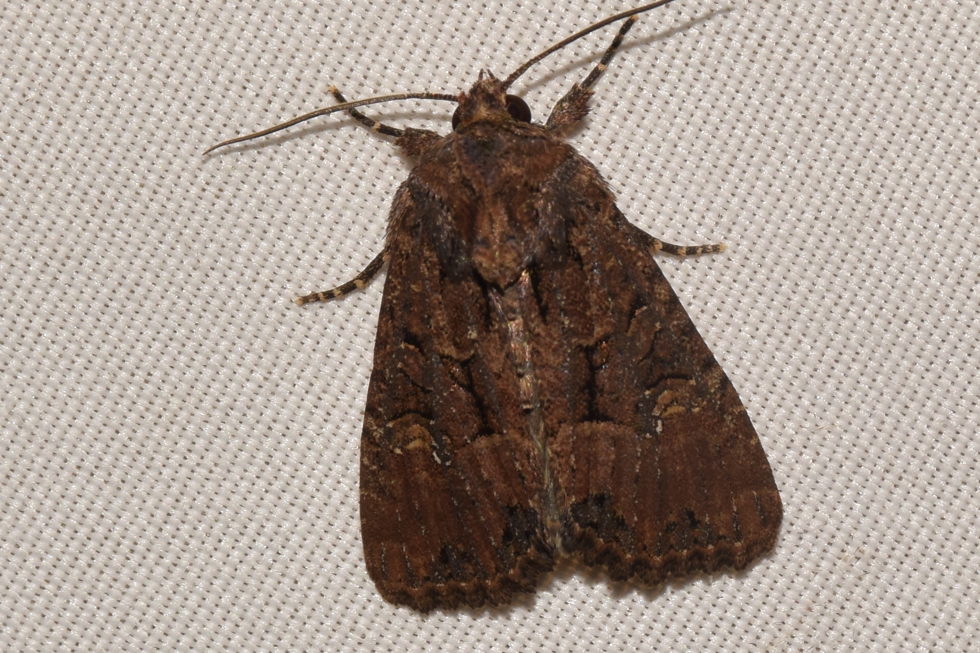 Mesapamea secalis - kis dudvabagoly