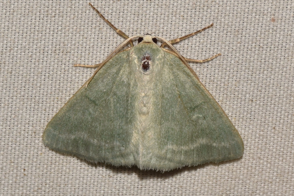 Pseudoterpna pruinata - hamvas zöldaraszoló
