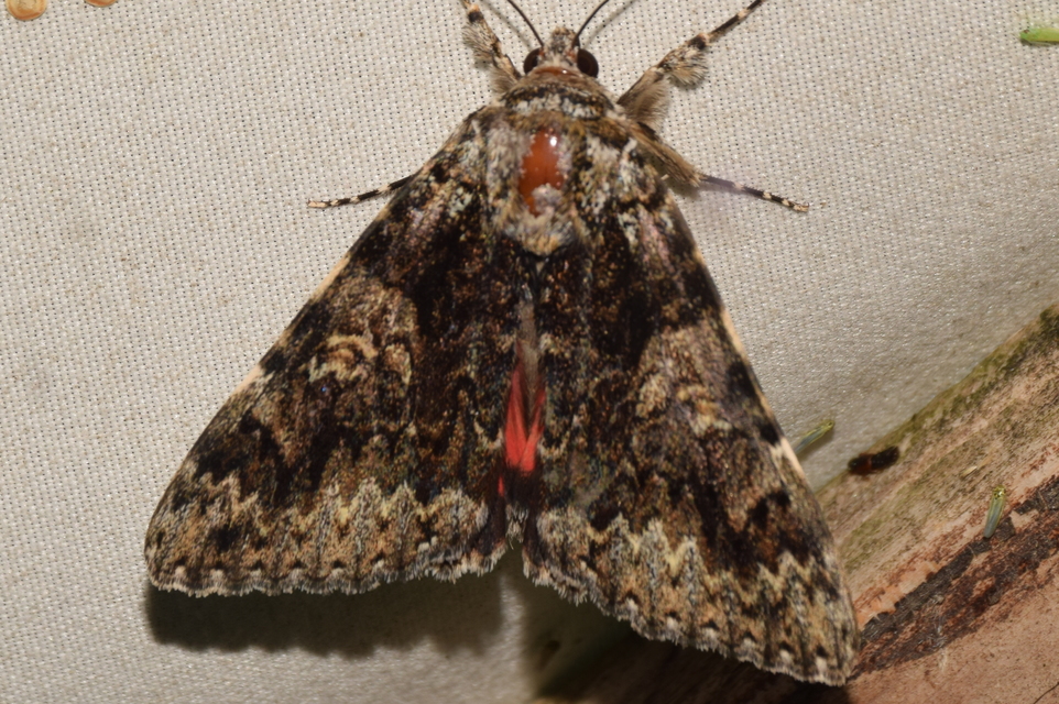 Catocala promissa - kis tölgyfa-övesbagoly