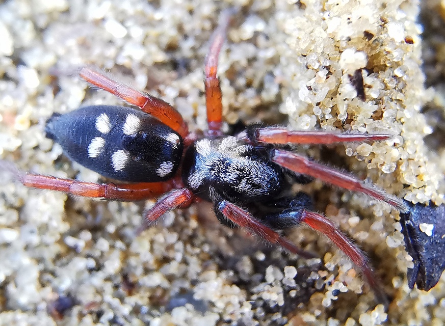 Phaeocedus braccatus