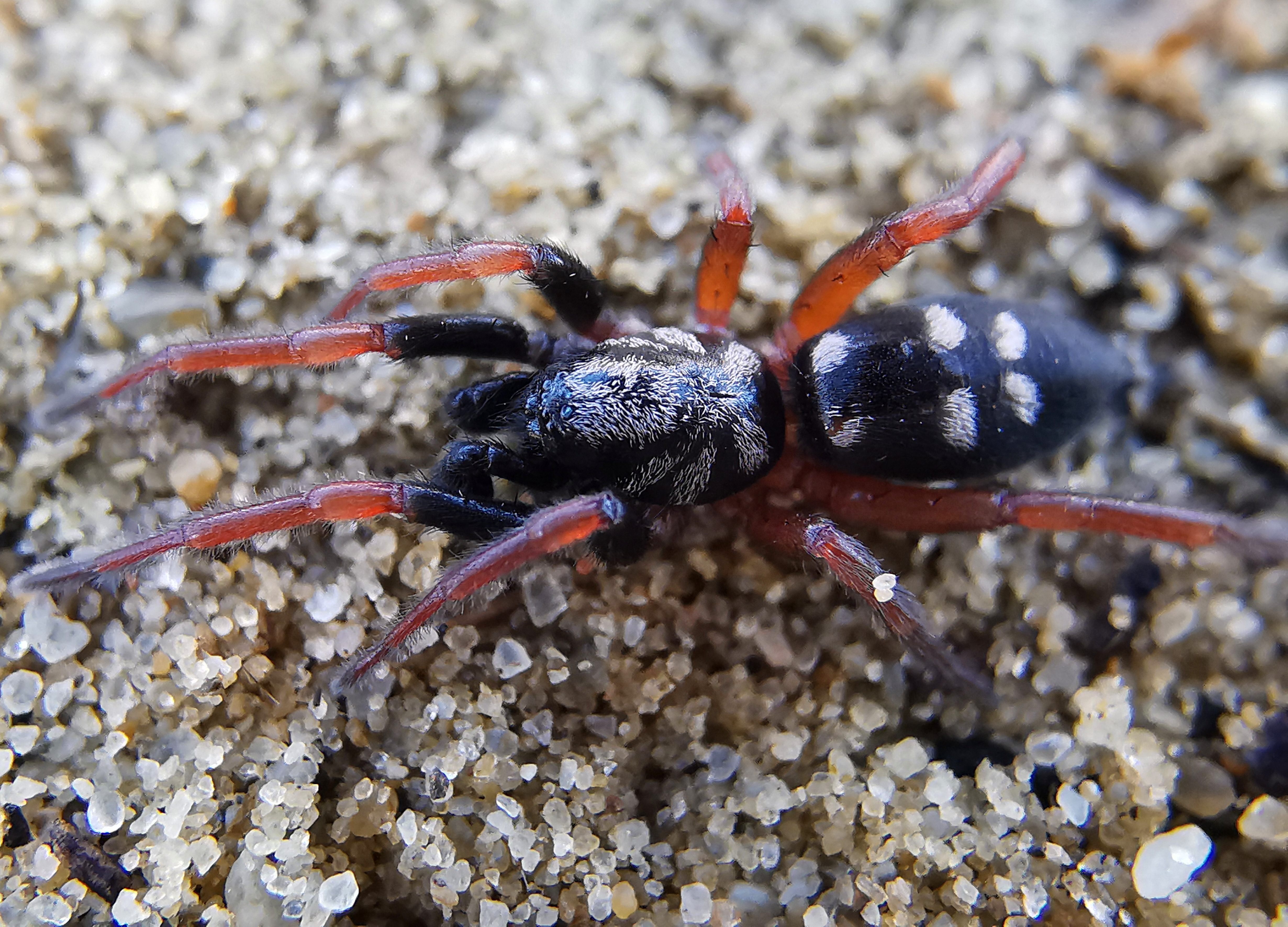 Phaeocedus braccatus