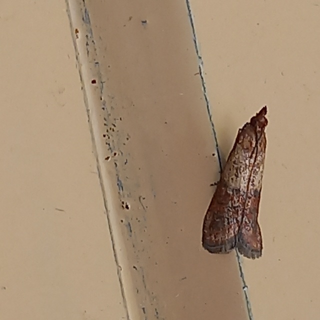 Plodia interpunctella - aszalványmoly