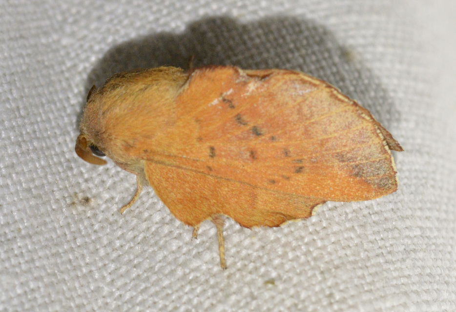 Phyllodesma tremulifolia - nyárlevélpohók