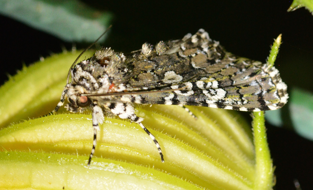 Lamprosticta culta - hármasfoltú bagoly