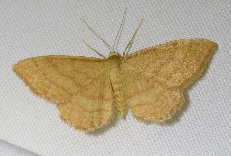 Idaea rufaria - vörhenyes sávosaraszoló
