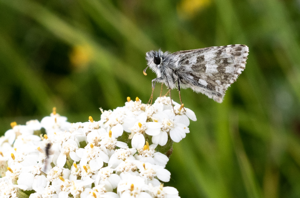 Pyrgus alveus - hegyi busalepke