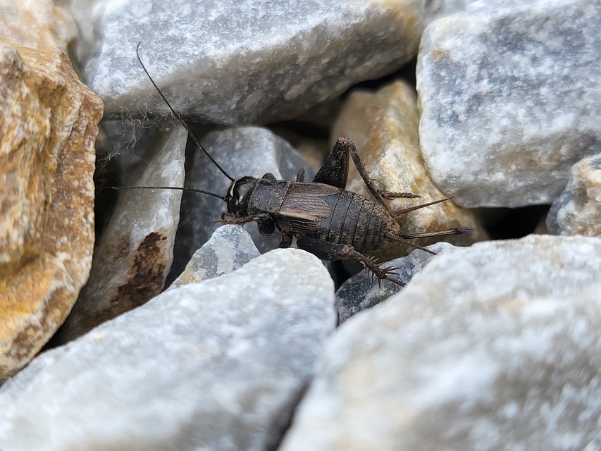 Modicogryllus frontalis - nyugati homlokjegyestücsök