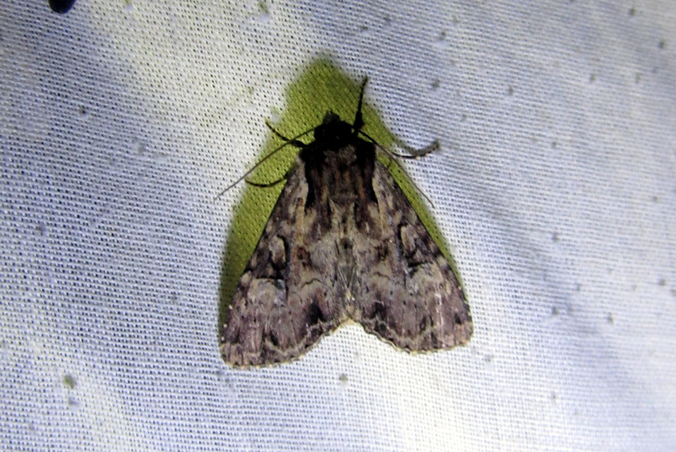 Apamea epomidion - vörösbarna dudvabagoly