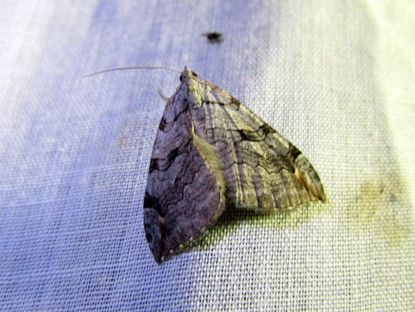 Aplocera efformata/plagiata