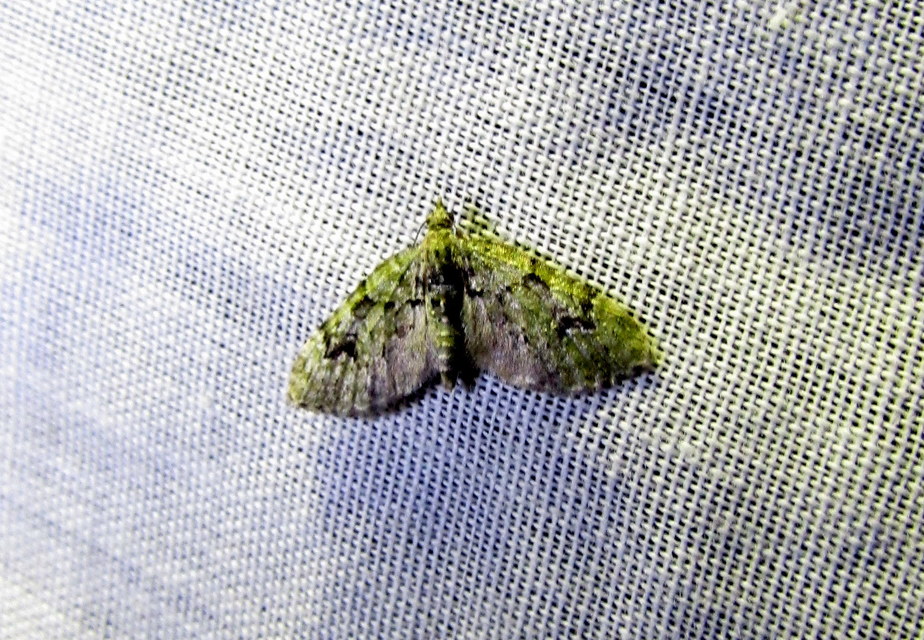 Chloroclystis v-ata - zöldes törpearaszoló