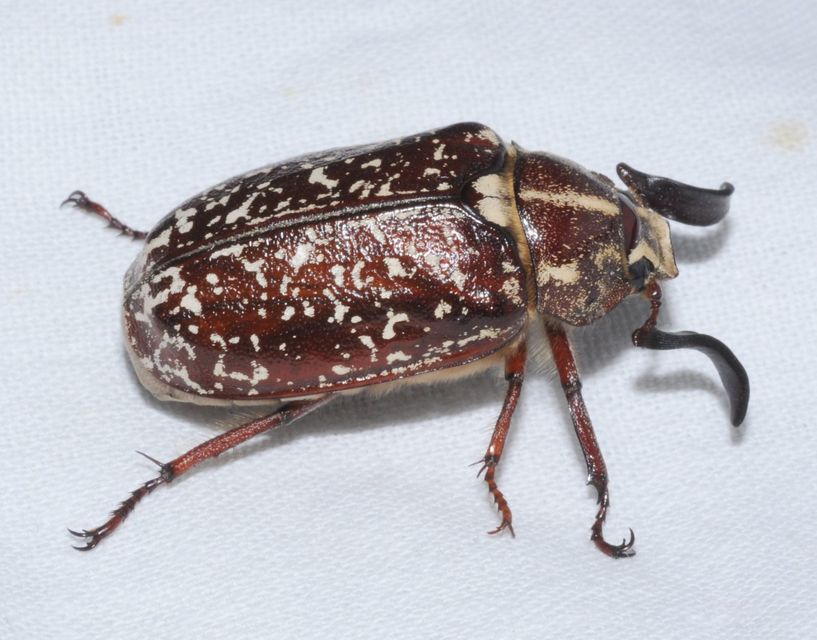 Polyphylla fullo - csapó cserebogár