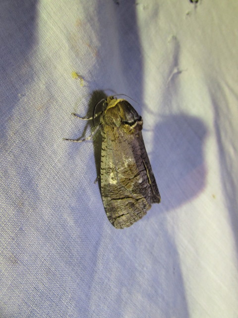Cossus cossus - fűzfarontólepke