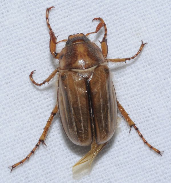 Amphimallon solstitiale - bordás sárgacserebogár