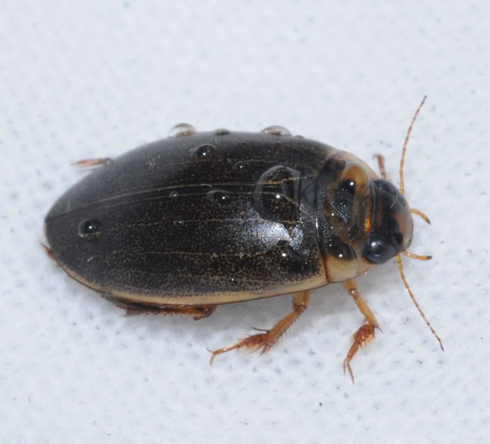 Rhantus frontalis - sárgamellű particsíkbogár