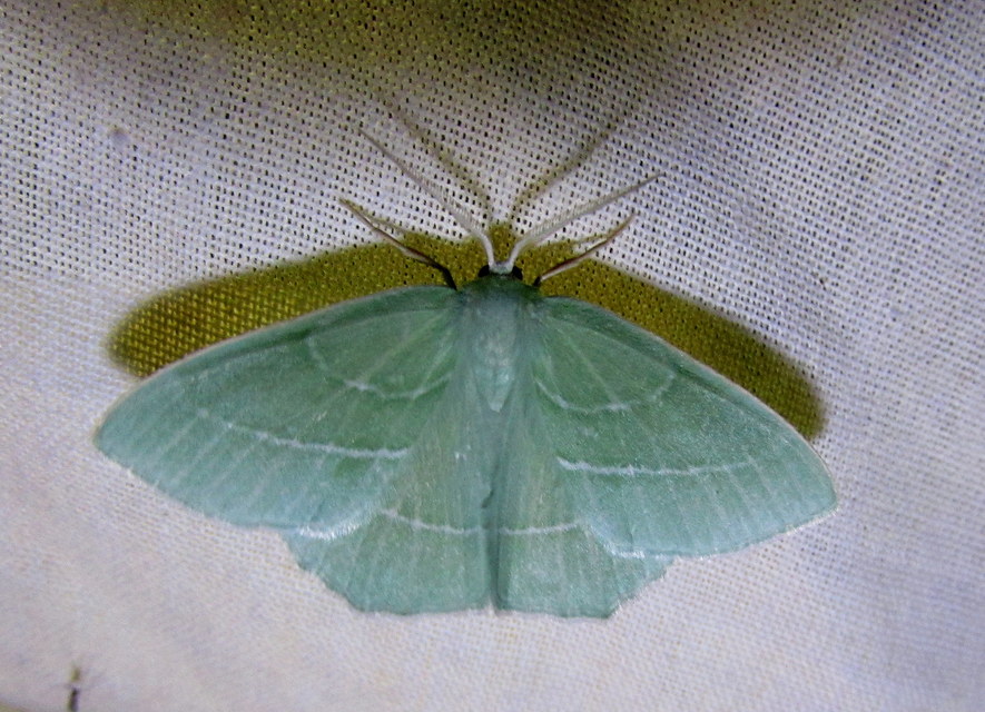 Hemistola chrysoprasaria - kékes zöldaraszoló