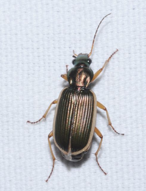 Chlaenius spoliatus - csupasz bűzfutó