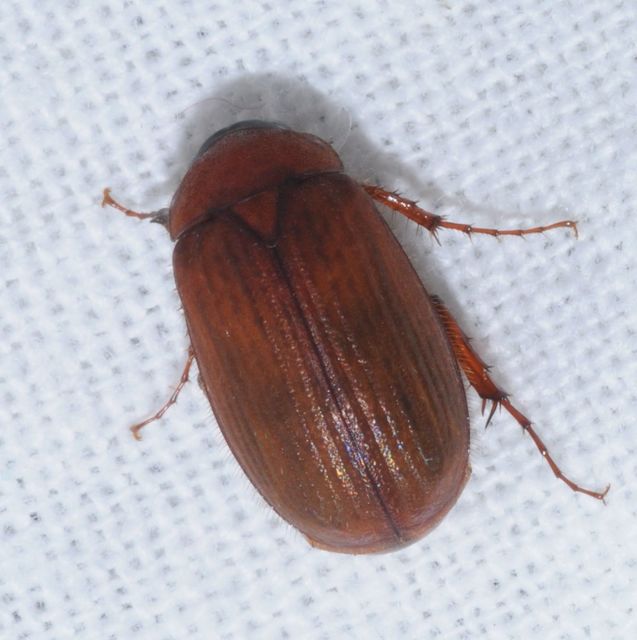 Serica brunnea - homoki kiscserebogár
