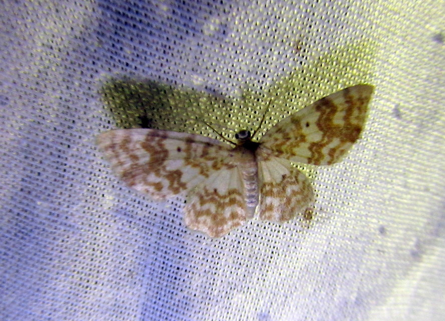 Hydrelia flammeolaria - narancssárga araszoló