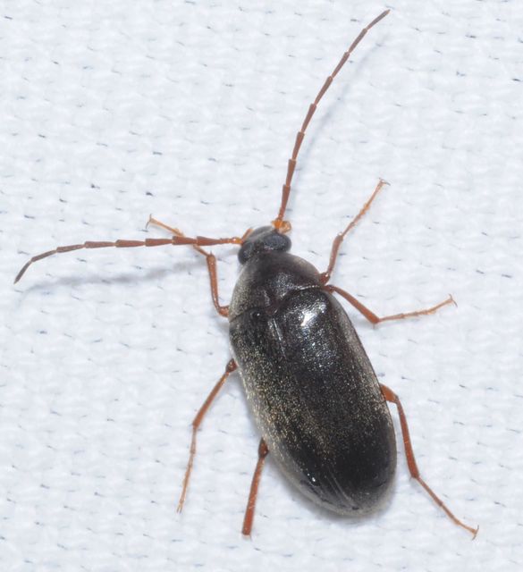 Hymenalia rufipes - rőtlábú alkonybogár