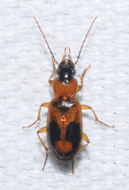 Badister meridionalis - közönséges posványfutonc