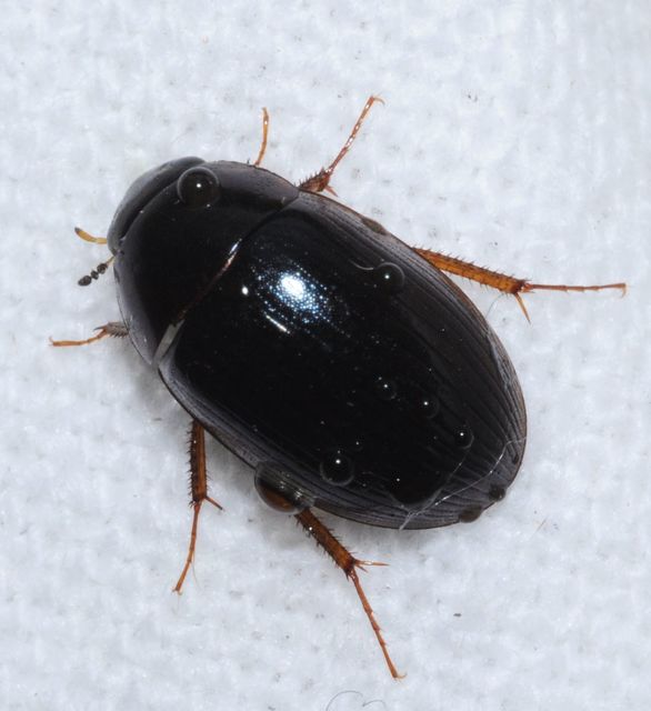 Hydrobius