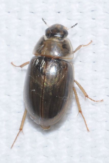 Enochrus