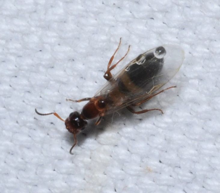 Colobopsis truncata - kapushangya