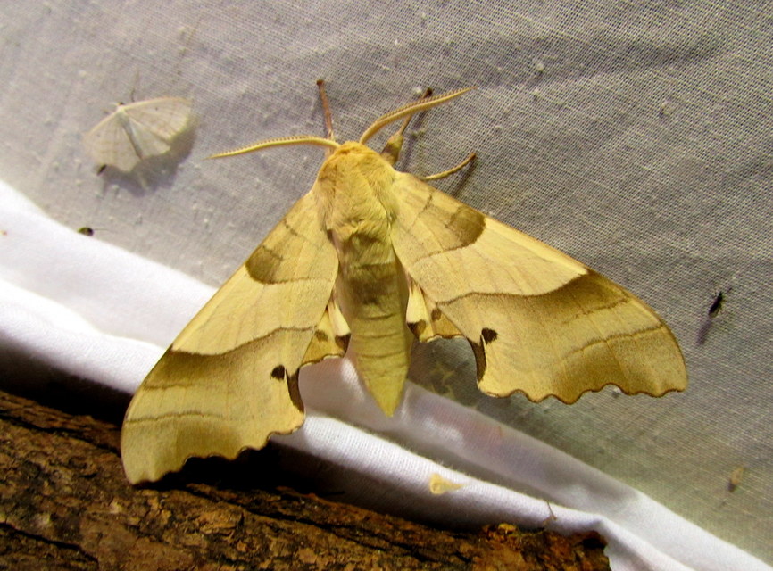 Marumba quercus - tölgyfaszender