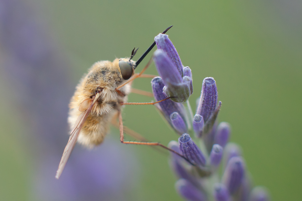 Bombylius fulvescens