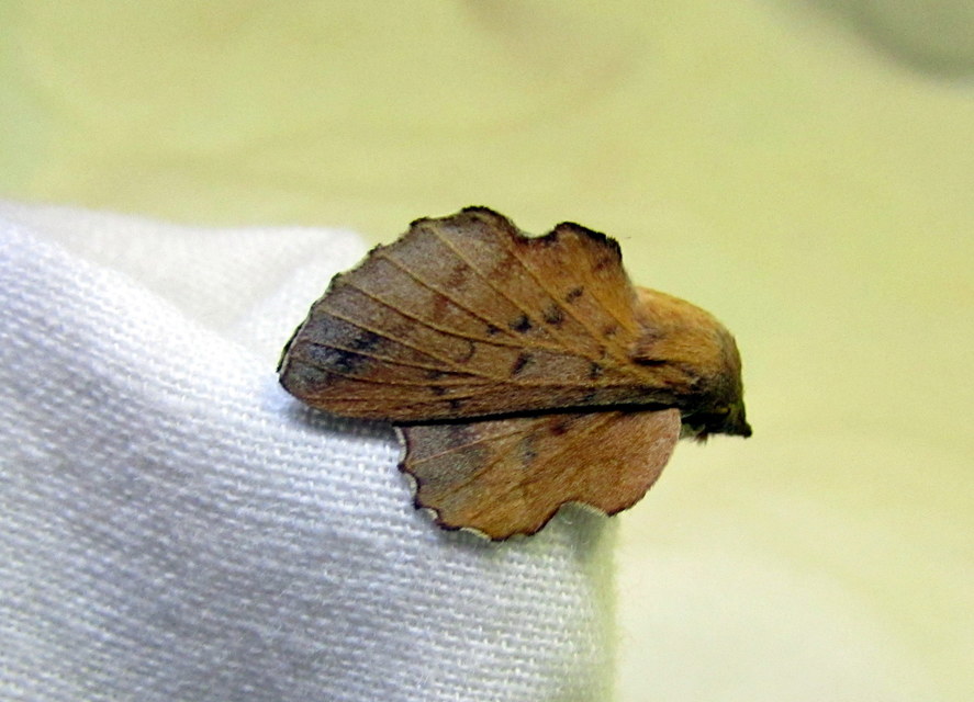 Phyllodesma tremulifolia - nyárlevélpohók