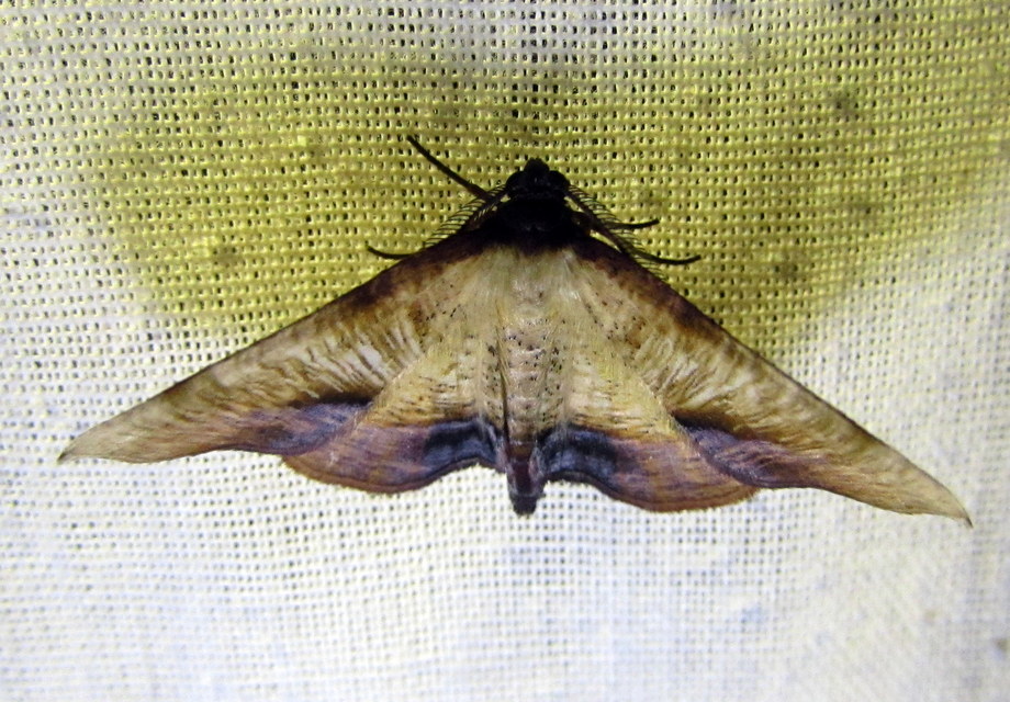 Plagodis dolabraria - baltaszárnyú araszoló
