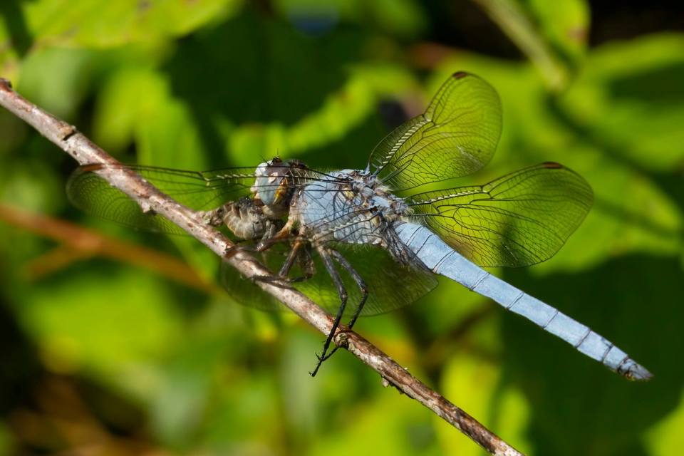 Orthetrum brunneum - pataki pásztorszitakötő
