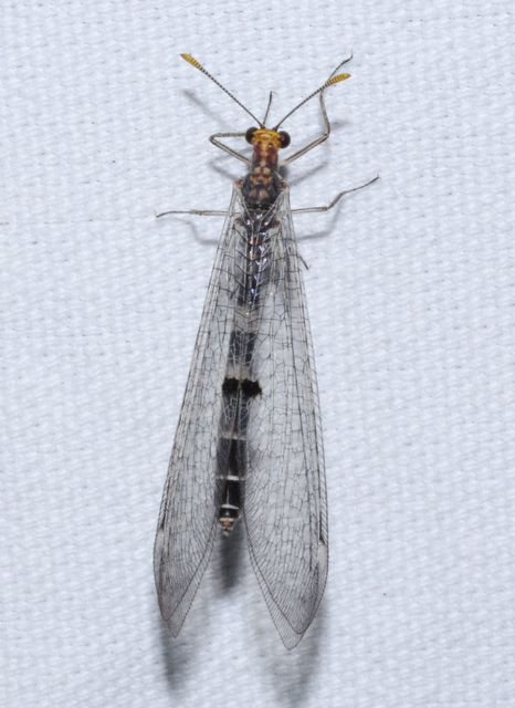 Megistopus flavicornis - kétfoltos hangyaleső