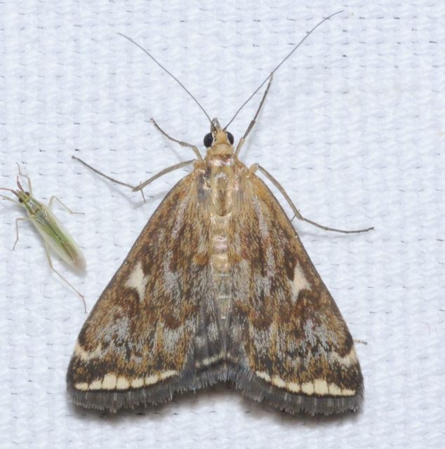 Loxostege sticticalis - muszkamoly
