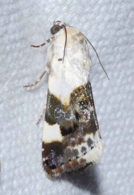 Acontia lucida - fehér nappalibagoly