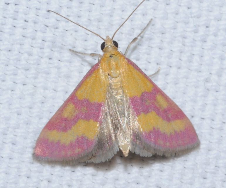 Pyrausta sanguinalis/virginalis