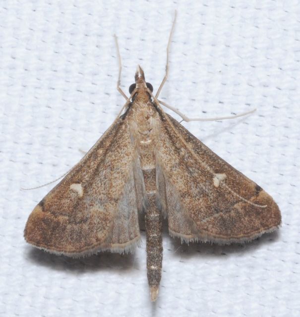 Dolicharthria punctalis - hosszúlábú tűzmoly
