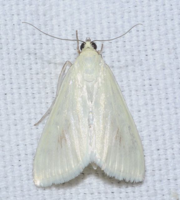 Sitochroa palealis - kénszárnyú dudvamoly