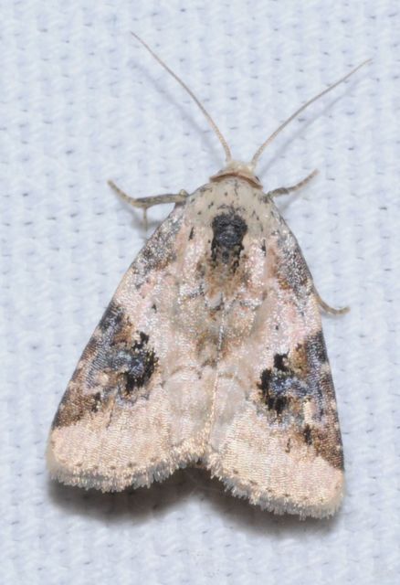 Pseudeustrotia candidula - fehéres apróbagoly