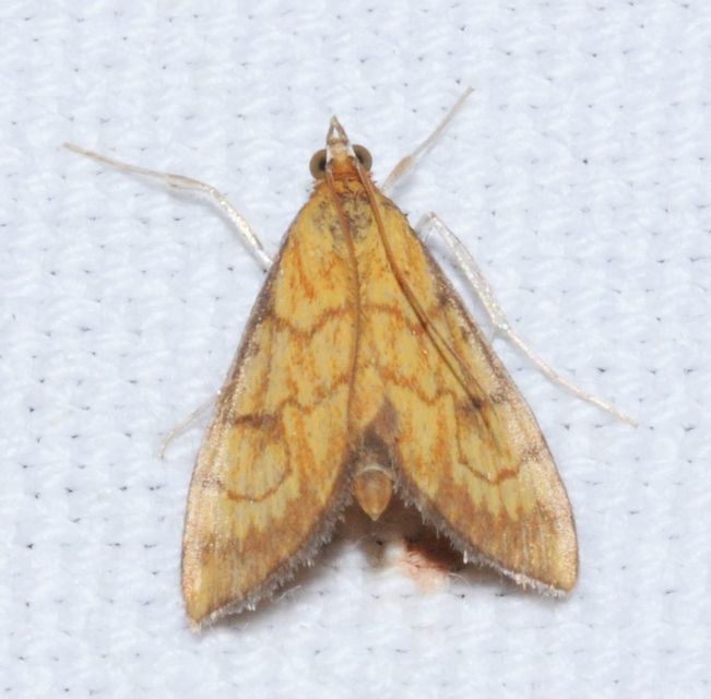 Ecpyrrhorrhoe rubiginalis - rozsdavörös tűzmoly