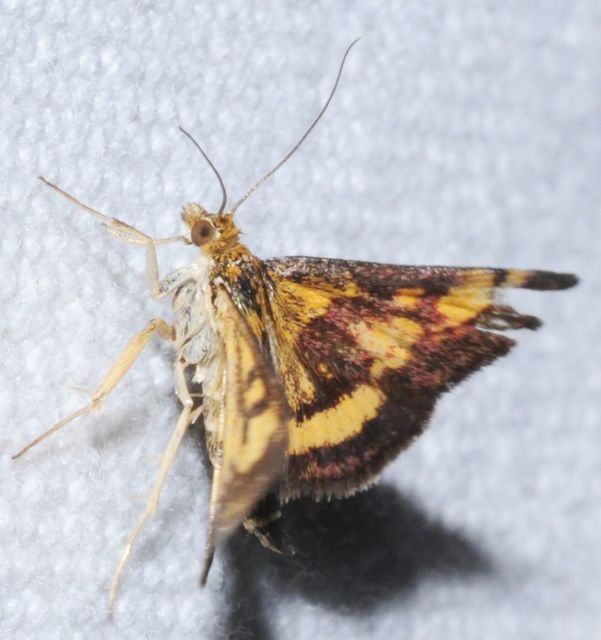 Pyrausta purpuralis - közönséges bíbormoly