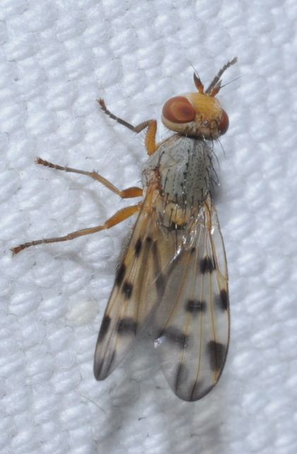 Melieria