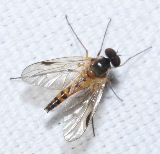 Rhagio lineola
