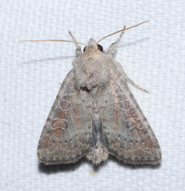 Parastichtis suspecta - sötét erdeibagoly