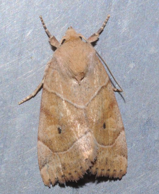 Cosmia trapezina - közönséges lombbagoly