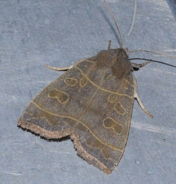 Ipimorpha subtusa - csúcsos nyárfabagoly