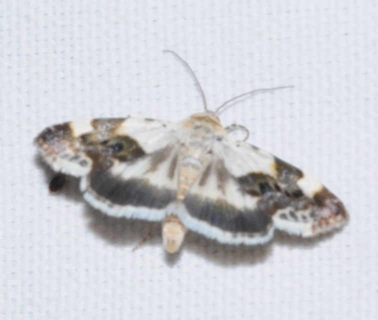 Acontia lucida - fehér nappalibagoly