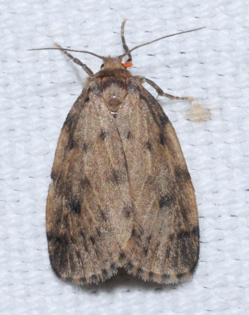 Thumata senex - mocsári medvelepke